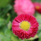 デイジー(ヒナギク)の花言葉|種類や意味、花が咲く季節は? キク デイジー