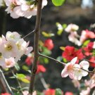 ボケ(木瓜)の花言葉は?種類や品種は?実の利用法は? ボケ