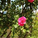 【つるバラの種類や品種まとめ】花言葉はあるの? バラ
