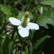 Horti ホルティ By Greensnap 生活を彩ろう 花 植物 ガーデニング情報をお届け 2ページ目