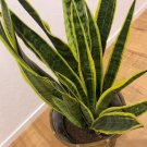 サンスベリア(トラノオ)の育て方!植え替えや水やりの方法は? サンスベリア