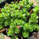 キリンソウの育て方|花の色や増やし方、開花時期は?