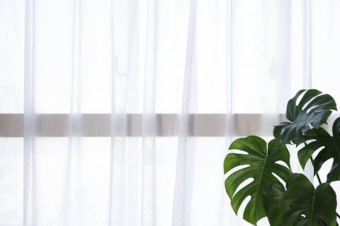 モンステラ 観葉植物 窓際 カーテン越し