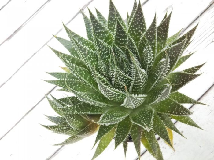 ガステリアの育て方 代表的な種類や水やりのコツは Horti ホルティ By Greensnap