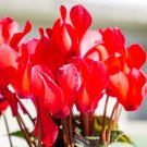 11月の誕生花|日別の花や花言葉まとめ