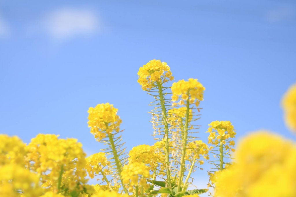 菜の花