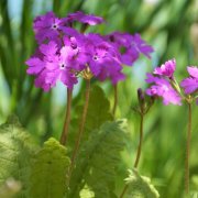 オジギソウの花言葉と育て方 種まきの時期や方法は 枯れる原因は Horti ホルティ By Greensnap