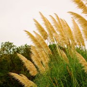 パンパスグラスの花言葉 意味の由来や種類 品種は Horti ホルティ By Greensnap
