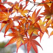 花束の保存方法や長持ちさせるコツは 渡すまでの前日はどうする Horti ホルティ By Greensnap