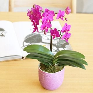 要出典 青山フラワーマーケット 胡蝶蘭