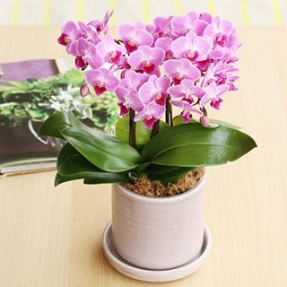 要出典 青山フラワーマーケット 胡蝶蘭3本立ち