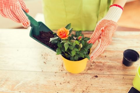 バラ 苗植え