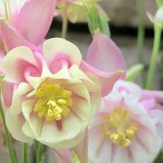 オダマキの花言葉 花の種類や色 見頃の季節は Horti ホルティ By Greensnap