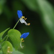 ツユクサ 露草 の花言葉 花の種類や季節 開花時期は Horti ホルティ By Greensnap