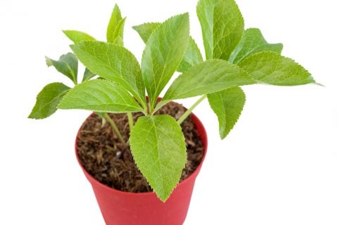 クリスマスローズ 苗 鉢植え