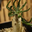 パキポディウムの育て方|種まきや水やり、土づくりのコツは? パキポディウム 多肉植物