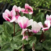 シクラメンの育て方 球根の植え方 種まき 植え替えのコツは Horti ホルティ By Greensnap シクラメンの育て方 球根の植え方 種まき 植え替えのコツは Horti ホルティ By Greensnap