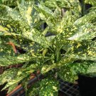 アオキの育て方|木や花の特徴は?どんな植物? アオキ