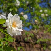 モッコウバラ 木香薔薇 の育て方と花言葉 挿し木や鉢植えの方法は Horti ホルティ By Greensnap