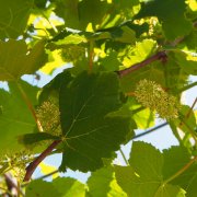 ブドウの剪定 方法や時期 枝を切るコツは Horti ホルティ By Greensnap