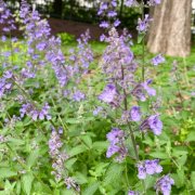 つくし 土筆 の花言葉 見頃の季節は 別名はスギナ Horti ホルティ By Greensnap