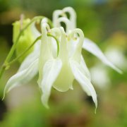 オダマキの育て方 種まきや苗植え 植え替え 増やし方は Horti ホルティ By Greensnap