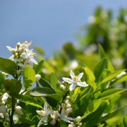 プラム スモモ の木の育て方 花や実がなる時期 種類は Horti ホルティ By Greensnap プラム スモモ の木の育て方 花や実がなる時期 種類は Horti ホルティ By Greensnap