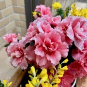 アザレアの花言葉 花の種類や開花時期 見頃の季節は Horti ホルティ By Greensnap アザレアの花言葉 花の種類や開花時期 見頃の季節は Horti ホルティ By Greensnap