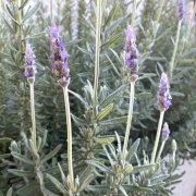 ラベンダーのドライフラワーの作り方とおすすめの飾り方まとめ Horti ホルティ By Greensnap