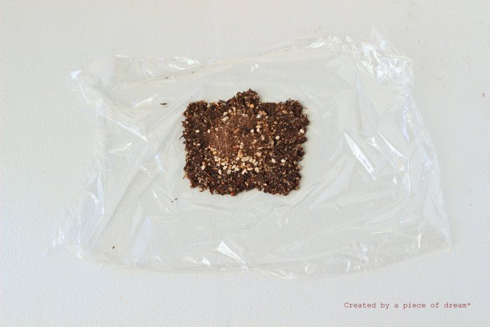 多肉植物 苔玉 寄せ植え