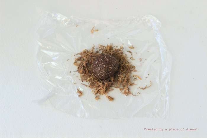 多肉植物 苔玉 寄せ植え