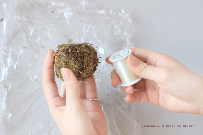 多肉植物 苔玉 寄せ植え