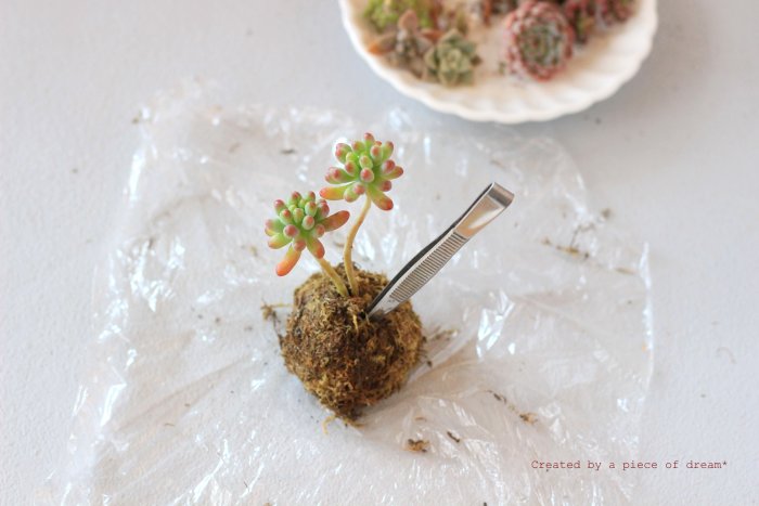 多肉植物 苔玉 寄せ植え