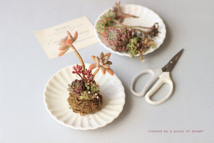 多肉植物 苔玉 寄せ植え