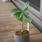 バオバブとは 実のパウダーや種から作られるオイルの効果は Horti ホルティ By Greensnap