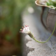 手軽でオシャレ グリーンネックレスをお部屋に取り入れるテクニック Horti ホルティ By Greensnap