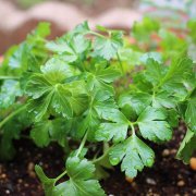 イタリアンパセリの育て方 栽培のコツ 収穫や種まきの時期は Horti ホルティ By Greensnap