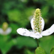 悲しい 切ない 寂しい気持ちになる花言葉の花15選 Horti ホルティ By Greensnap 悲しい 切ない 寂しい気持ちになる花言葉の花15選 Horti ホルティ By Greensnap
