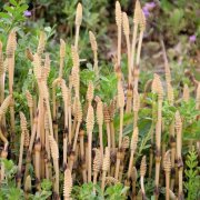 つくし 土筆 の花言葉 見頃の季節は 別名はスギナ Horti ホルティ By Greensnap