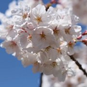 ソメイヨシノの育て方 苗木の植え方 接ぎ木 挿し木の方法は Horti ホルティ By Greensnap