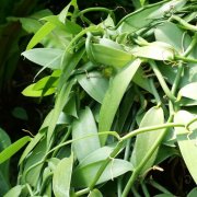 ディコンドラ ダイカンドラ とは 種まきの方法など育て方は Horti ホルティ By Greensnap