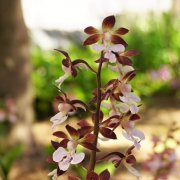 エビネの花言葉 花の種類や季節 開花時期は Horti ホルティ By Greensnap