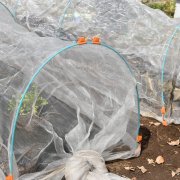 元肥や追肥とは それぞれの肥料を施す時期と方法は Horti ホルティ By Greensnap