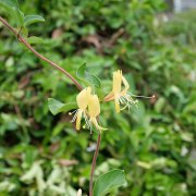 ハツユキカズラ 初雪カズラ の育て方 挿し木での増やし方や剪定は Horti ホルティ By Greensnap ハツユキカズラ 初雪カズラ の育て方 挿し木での増やし方や剪定は Horti ホルティ By Greensnap