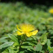 ヒペリカムの育て方 挿し木や種まき 苗植えの時期と方法は Horti ホルティ By Greensnap