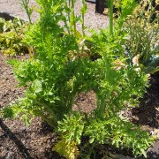 カラシナ 芥子菜 辛子菜 の栽培とは 種まきの時期と方法は Horti ホルティ By Greensnap