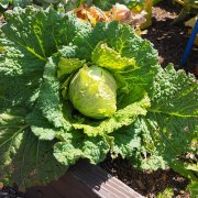 わさび菜の栽培 育て方のコツや種まきの時期は プランターで育つ Horti ホルティ By Greensnap